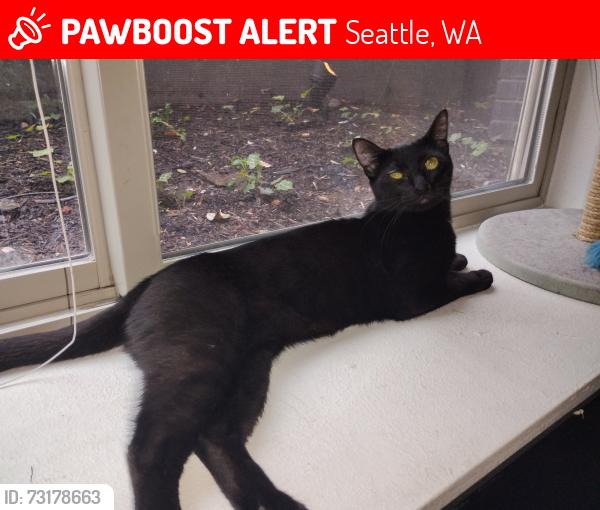 Lost Female Cat last seen 22nd ave west & west Armour st, Seattle, WA 98199