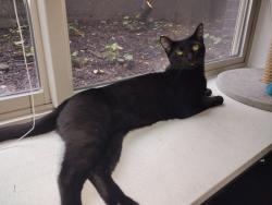 Lost Female Cat last seen 22nd ave west & west Armour st, Seattle, WA 98199