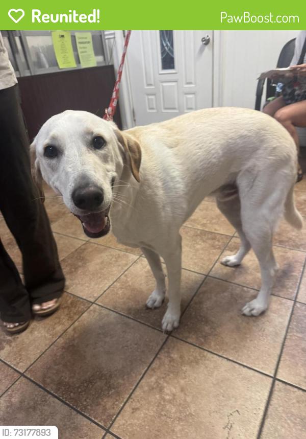 Reunited Male Dog last seen Mesa view and Luna rd, Victorville, CA 92392