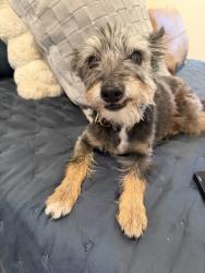 Reunited Male Dog last seen Near Magnolia Way, Walnut Creek, CA 94595, USA, Walnut Creek, CA 94595