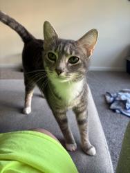 Lost Female Cat last seen New housing development, Lexington, NC 27292