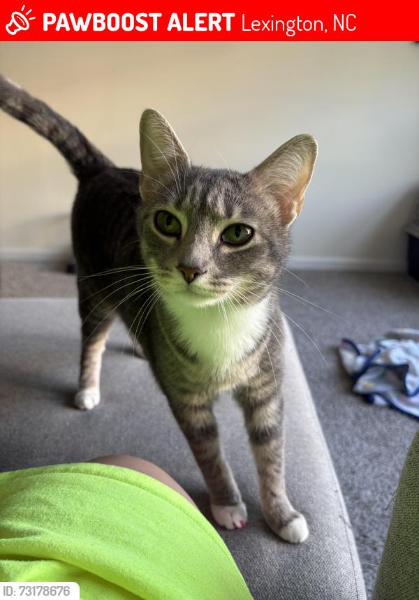 Lost Female Cat last seen New housing development, Lexington, NC 27292