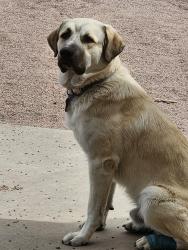 Lost Male Dog last seen Cnty Rd 120, Florence, CO 81226