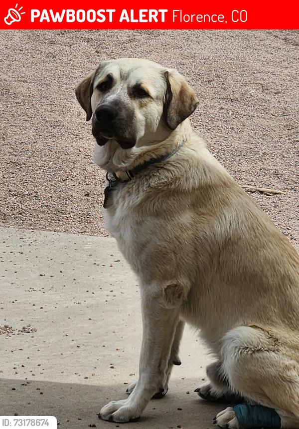 Lost Male Dog last seen Cnty Rd 120, Florence, CO 81226