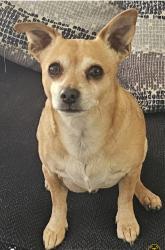 Lost Male Dog last seen 67th ave and W Escuda Rd, Glendale, AZ 85308, Glendale, AZ 85308