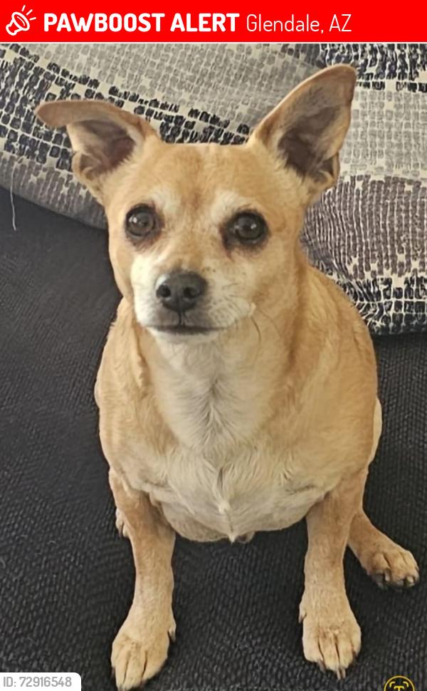 Lost Male Dog last seen 67th ave and W Escuda Rd, Glendale, AZ 85308, Glendale, AZ 85308