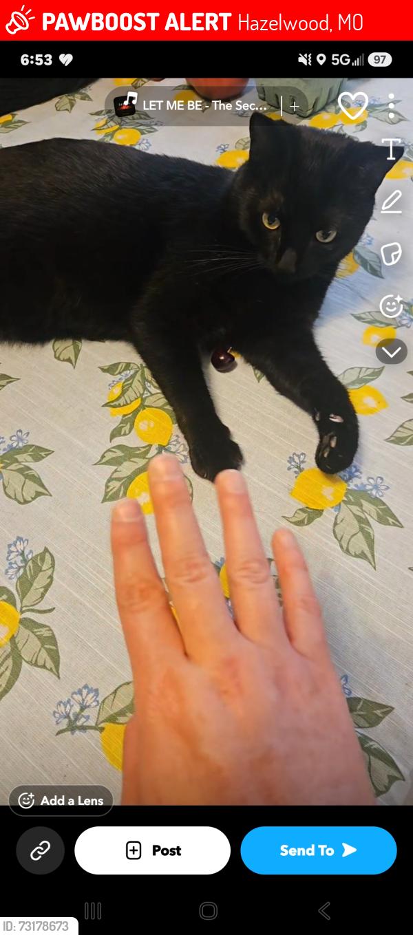 Lost Male Cat last seen Leaf crest dr and Rose Crest, Hazelwood, MO 63042