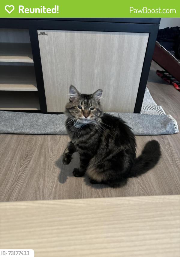 Reunited Male Cat last seen Near Decatur st, Houston, TX 77007