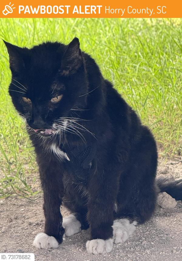 Found/Stray Unknown Cat last seen Apache Pier site 145, Horry County, SC 29572