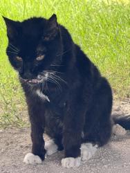 Found/Stray Unknown Cat last seen Apache Pier site 145, Horry County, SC 29572