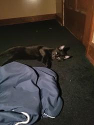 Found/Stray Male Cat last seen Brown and richter rd, Columbus, OH 43223
