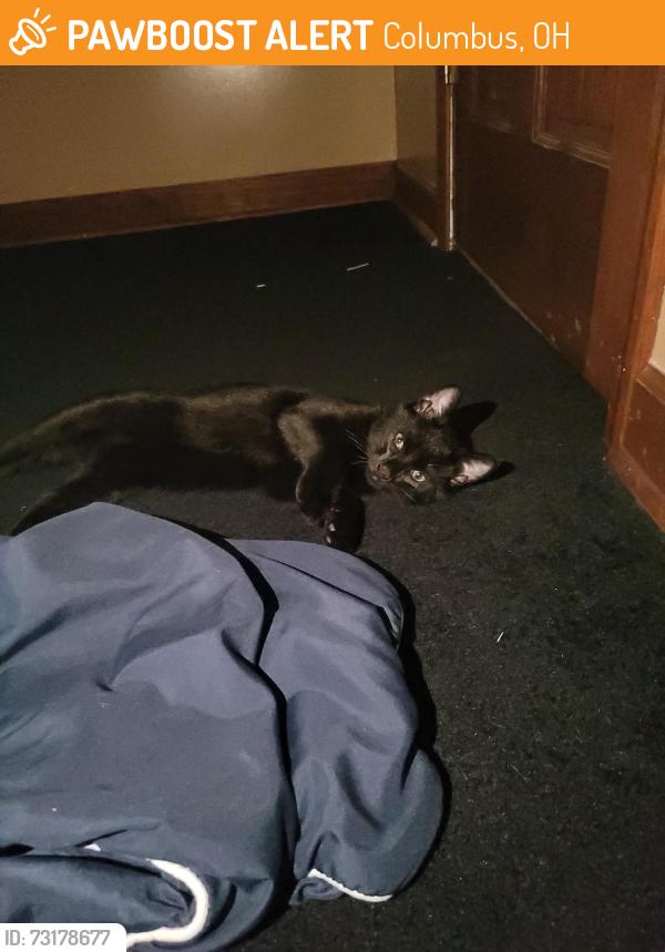 Found/Stray Male Cat last seen Brown and richter rd, Columbus, OH 43223
