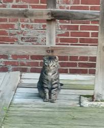 Reunited Unknown Cat last seen west market st and mount view, Akron, OH 44303