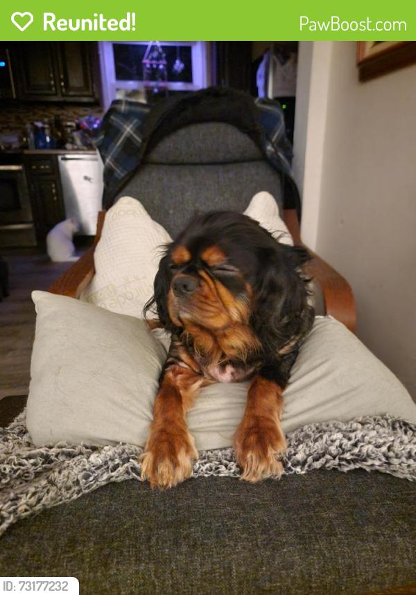 Reunited Male Dog last seen 31st and Chestnut Avenue, Newport News, VA 23607