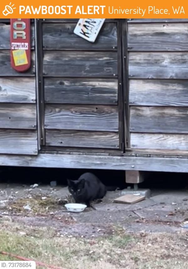 Found/Stray Unknown Cat last seen BRISTONWOOD/TRILLIUM CIR W, University Place, WA 98467