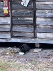 Found/Stray Unknown Cat last seen BRISTONWOOD/TRILLIUM CIR W, University Place, WA 98467