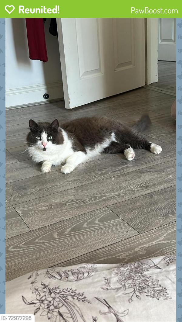 Reunited Male Cat last seen Near Streatham high road, Greater London, England SW16 6EG