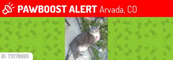 Lost Male Cat last seen W 58th Pl & Kipling, Arvada, CO 80002