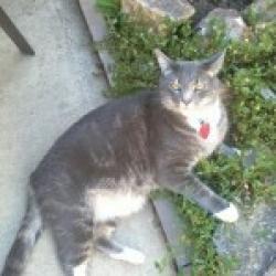 Lost Male Cat last seen W 58th Pl & Kipling, Arvada, CO 80002