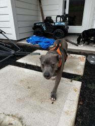 Reunited Unknown Dog last seen Tigerville Rd & Old Mill Rd, Greenville County, SC 29690