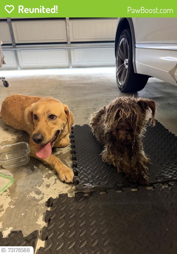 Reunited Female Dog last seen Iberia St, Youngsville, LA 70592, USA, Youngsville, LA 70592
