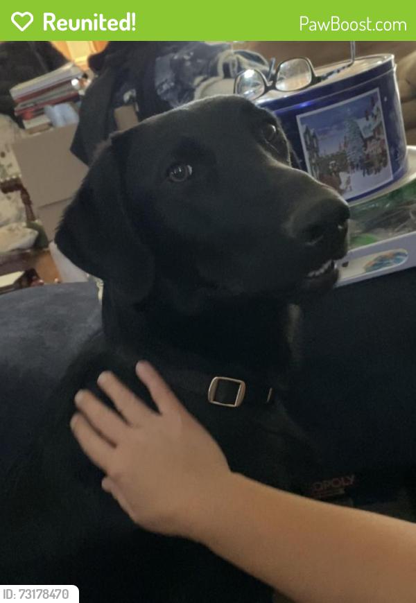Reunited Female Dog last seen Spruce Avenue in LEWIS River Road in Woodland, Washington, Woodland, WA 98674