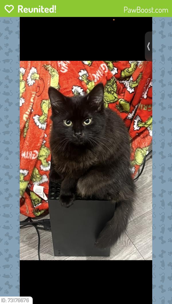 Reunited Female Cat last seen golossop road, London, England CR2 0PL
