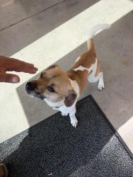 Found/Stray Unknown Dog last seen fifth and ventura Road O’reilly, Oxnard, CA 93030