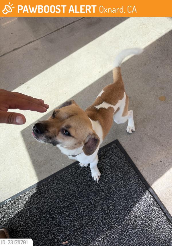 Found/Stray Unknown Dog last seen fifth and ventura Road O’reilly, Oxnard, CA 93030