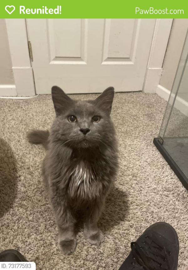 Reunited Unknown Cat last seen Millvale Community Library, Millvale, PA 15209