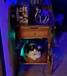 Reunited Female Cat last seen Near Old Placerville Road, Sacramento, CA 95827