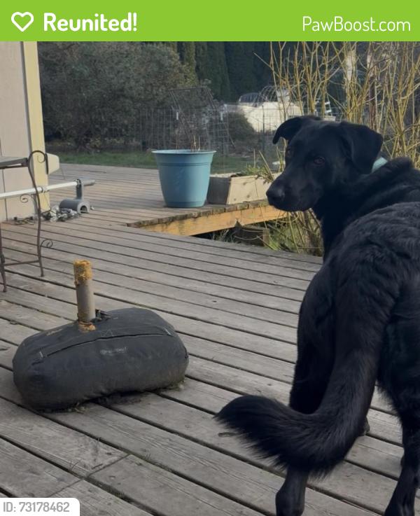 Reunited Female Dog last seen Spruce Ave and Lewis River Rd in woodland, wa, Woodland, WA 98674