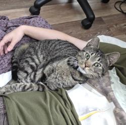 Lost Male Cat last seen Near Dylan Thomas Dr, Wesley Chapel, FL 33543