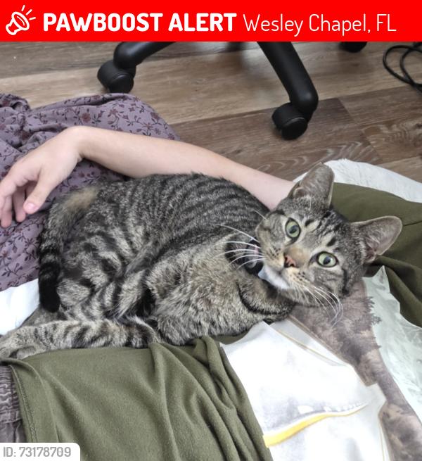 Lost Male Cat last seen Near Dylan Thomas Dr, Wesley Chapel, FL 33543