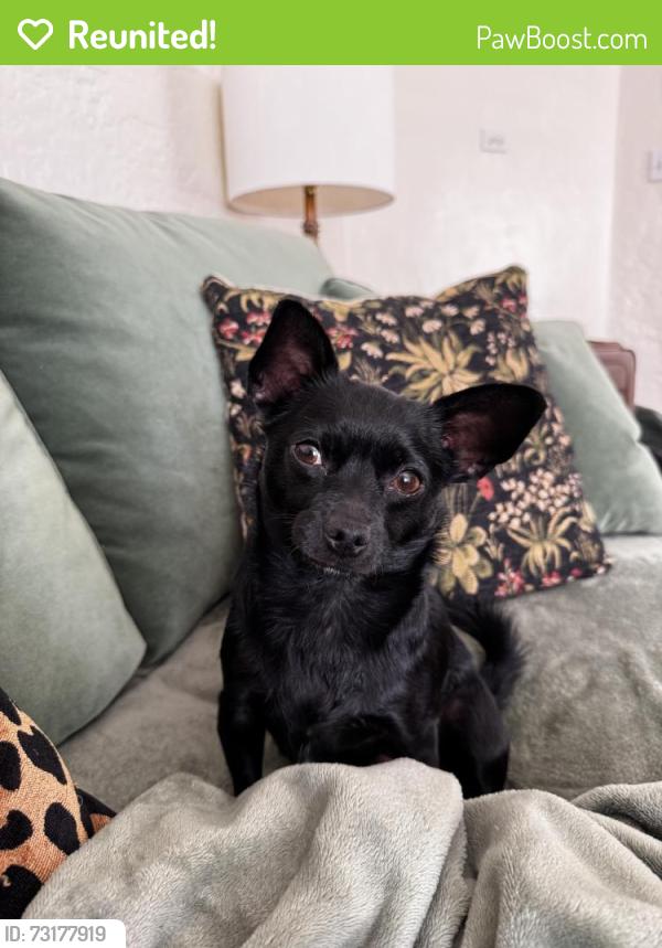 Reunited Female Dog last seen 31st and Clinton, Richmond, CA 94804