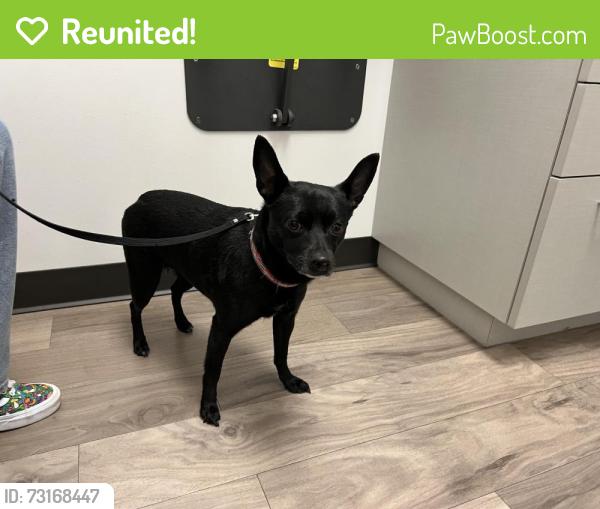 Reunited Female Dog last seen Settlers Village, Harris County, TX 77449