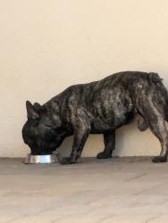 Found/Stray Male Dog last seen 17th & grand ave, Santa Ana, CA 92701