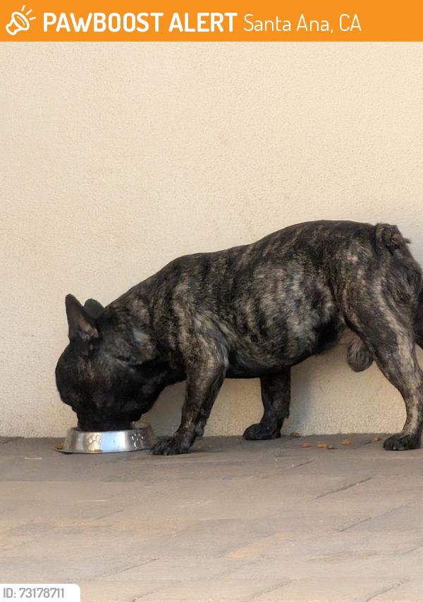 Found/Stray Male Dog last seen 17th & grand ave, Santa Ana, CA 92701