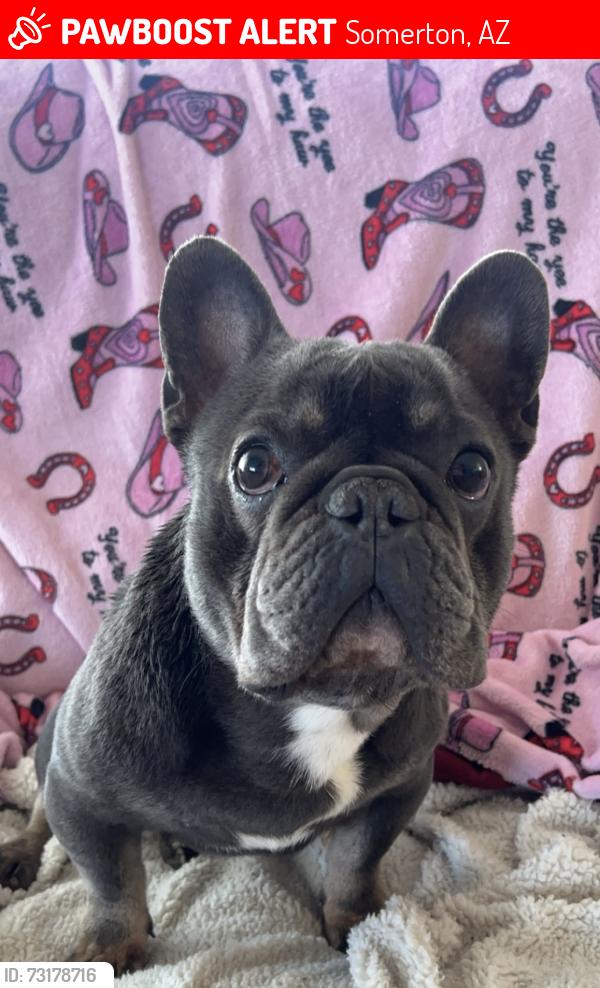 Lost Male Dog last seen County 18 between Ave A and B, Somerton, AZ 85350