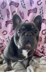 Lost Male Dog last seen County 18 between Ave A and B, Somerton, AZ 85350