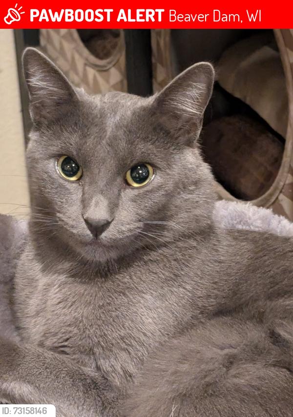 Lost Male Cat last seen Mobil gas station, Beaver Dam, WI 53916
