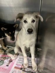 Shelter Stray Male Dog last seen , 1850 W 60th St, Los Angeles, CA 90047, USA