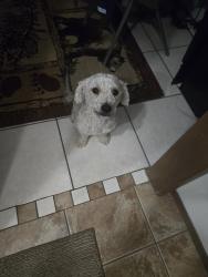 Found/Stray Male Dog last seen Ranchero rd & Santa Fe E Ave, Hesperia, CA 92345