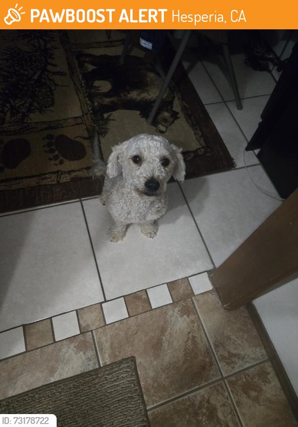 Found/Stray Male Dog last seen Ranchero rd & Santa Fe E Ave, Hesperia, CA 92345
