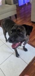 Found/Stray Female Dog last seen Oak heaven rehab and nursing centers, Winter Haven, FL 33881