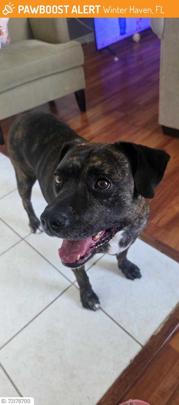 Found/Stray Female Dog last seen Oak heaven rehab and nursing centers, Winter Haven, FL 33881