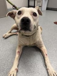 Shelter Stray Female Dog last seen Near, 2600 S Harding St, Indianapolis, IN 46221, USA