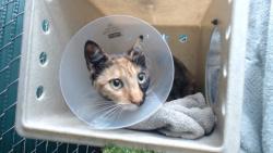Shelter Stray Female Cat last seen , 11258 Garfield Ave, Downey, CA 90242, USA