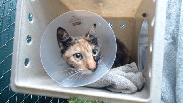 Shelter Stray Female Cat last seen , 11258 Garfield Ave, Downey, CA 90242, USA