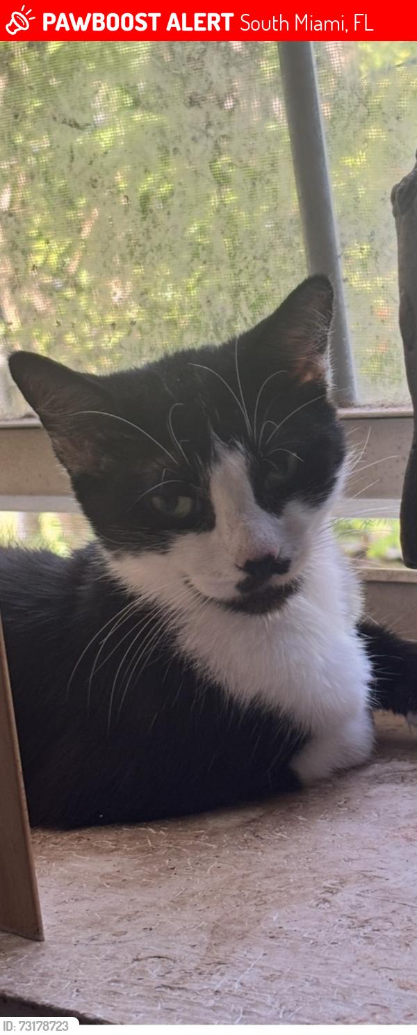 Lost Female Cat last seen Near st sw 65 ave South Miami, South Miami, FL 33143
